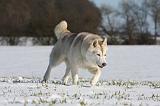 SIBERIAN HUSKY 450
